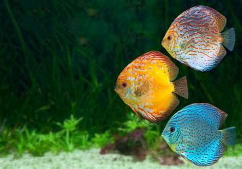 discus fish for sale florida